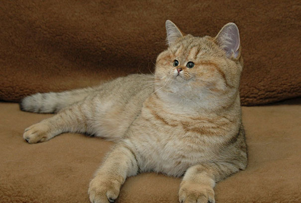 Cat lying on a couch